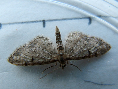 Goldenrod Pug